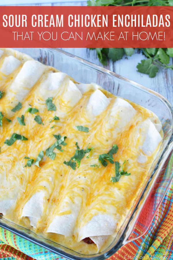 Sour Cream Chicken Enchiladas in a Baking pan topped with melted cheese and fresh cilantro