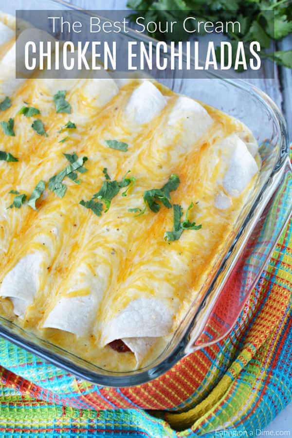 Sour Cream Chicken Enchiladas in a Baking pan topped with melted cheese and fresh cilantro. 
