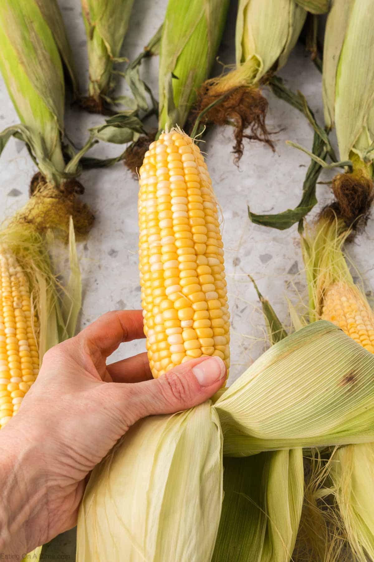 Corn on the cob with the husks pulled back from the corn